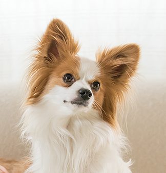 Logo mit Hund