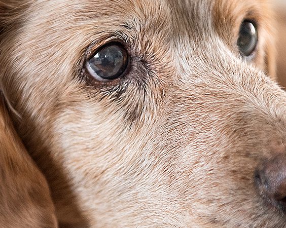 Logo mit Hund