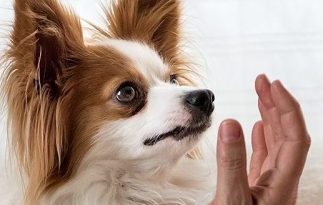 Logo mit Hund