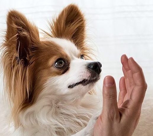 Logo mit Hund