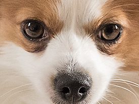 Logo mit Hund