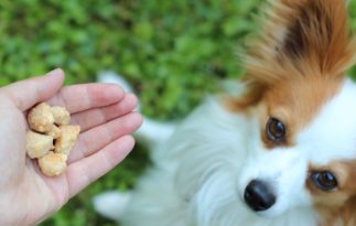 Logo mit Hund