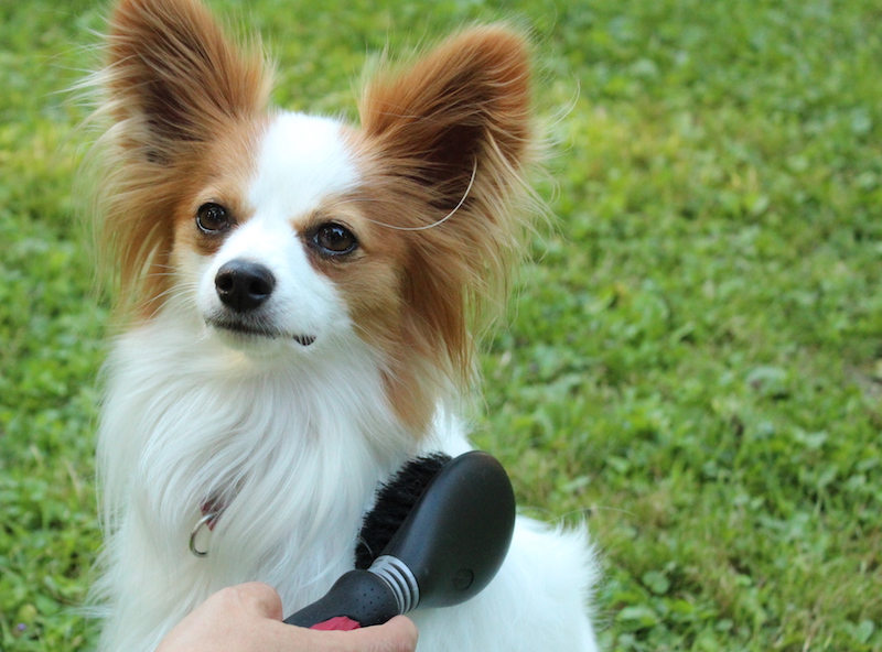 Logo mit Hund