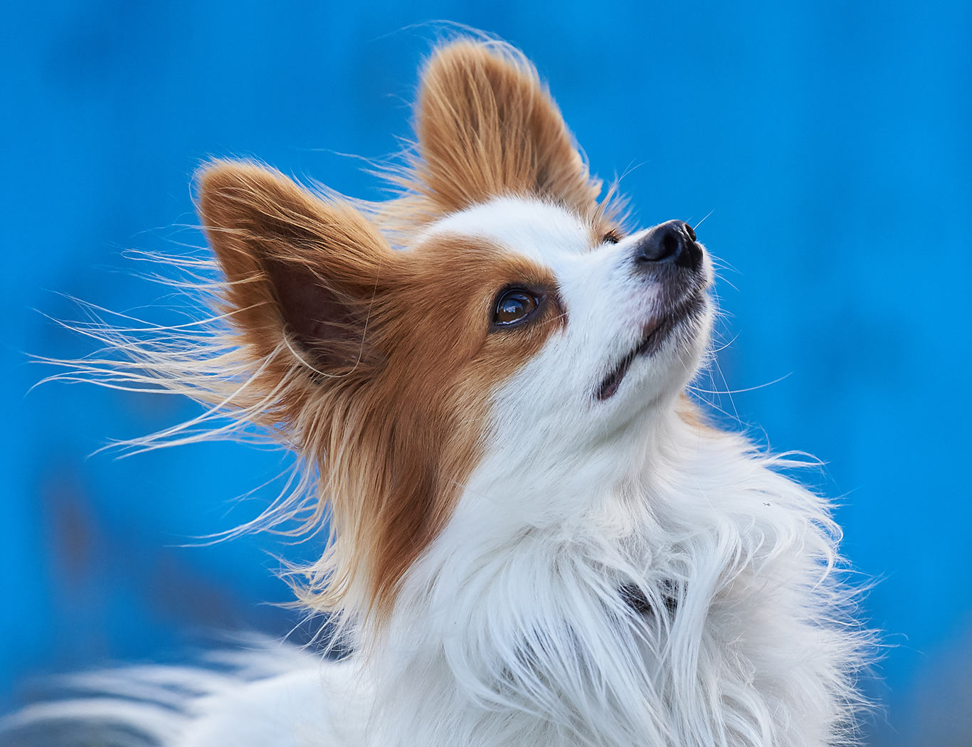 Logo mit Hund