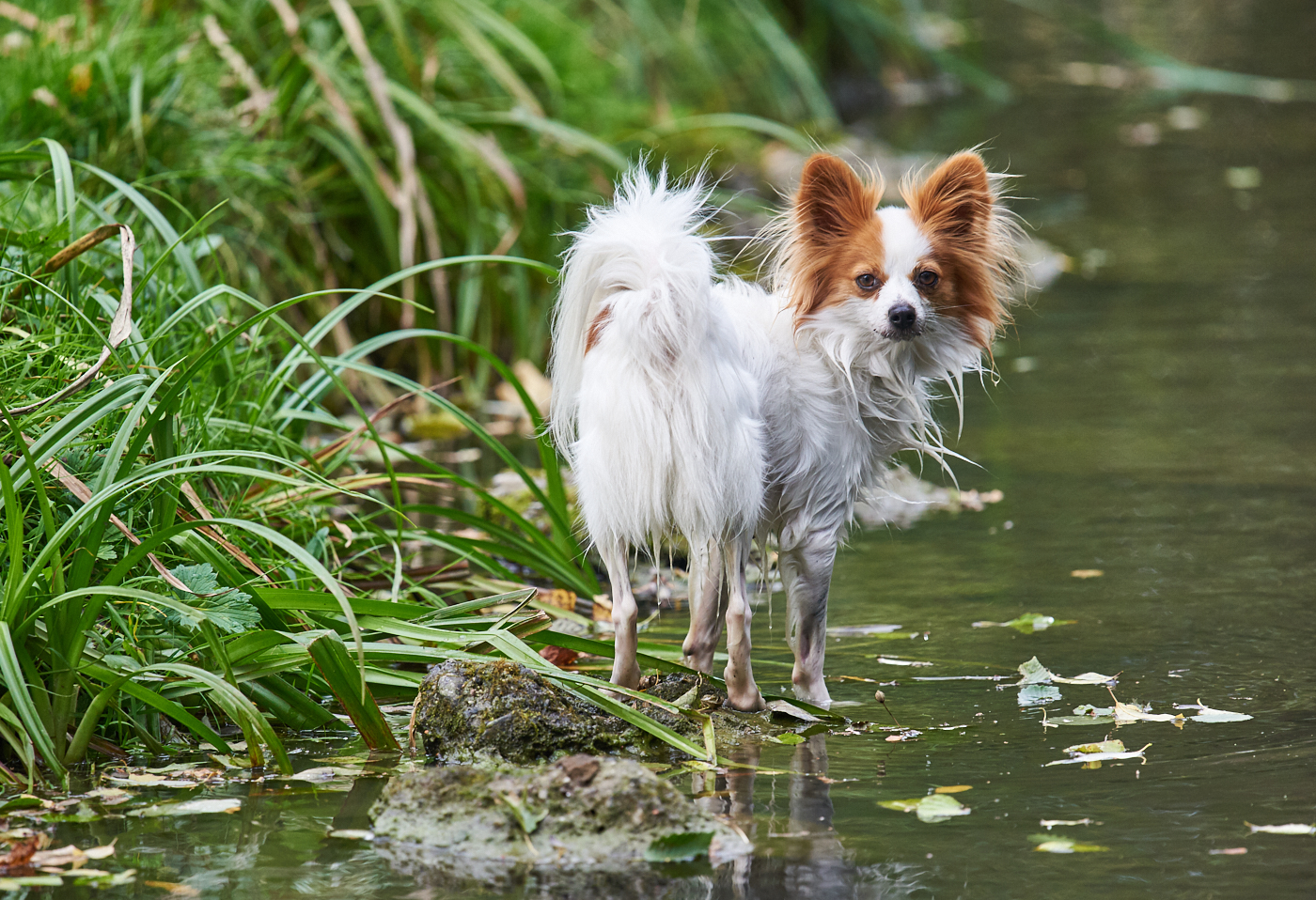 Logo mit Hund