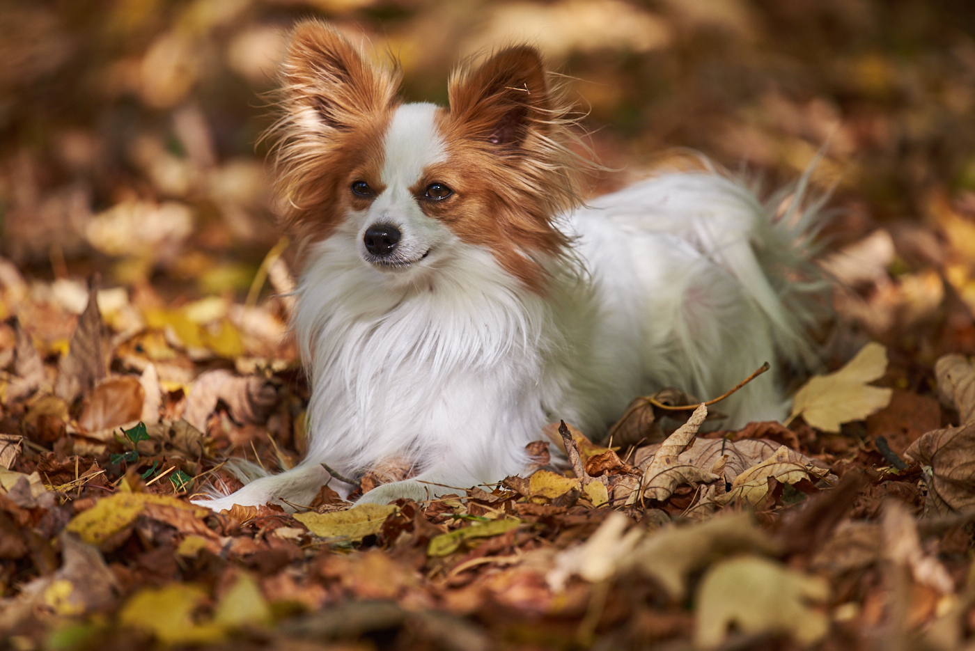 Logopet