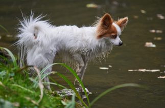 Logo mit Hund