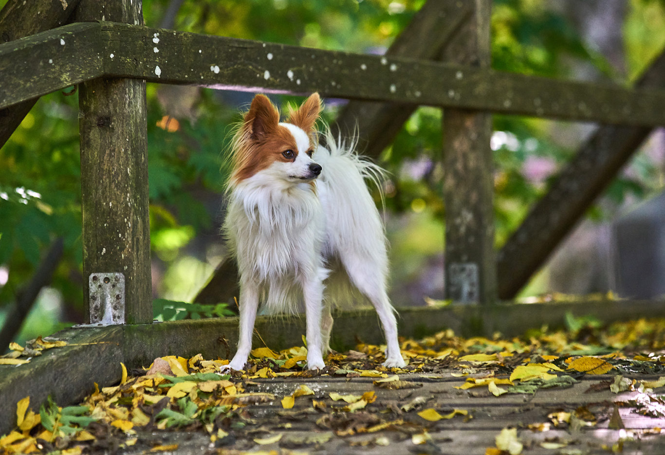 Logo mit Hund