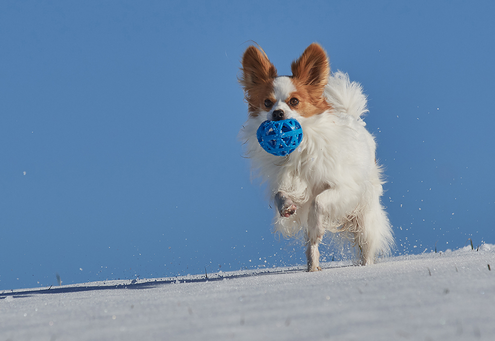 Logo mit Hund